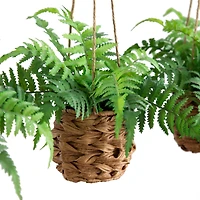 10" UV-Resistant Boston Ferns in Hanging Wicker Baskets, 3ct.