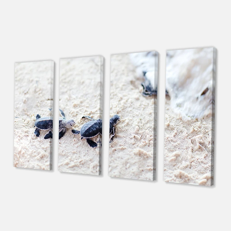 Designart - Baby Green Turtles on Sand