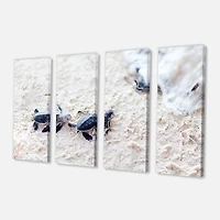 Designart - Baby Green Turtles on Sand