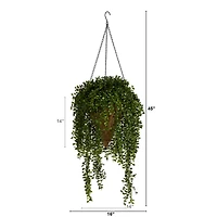 4ft. Honey Locust Plant in Hanging Cone Basket