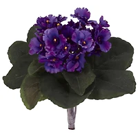 Purple African Violet Bush, 6ct.