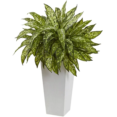2.5ft. Chinese Evergreen in White Decorative Planter