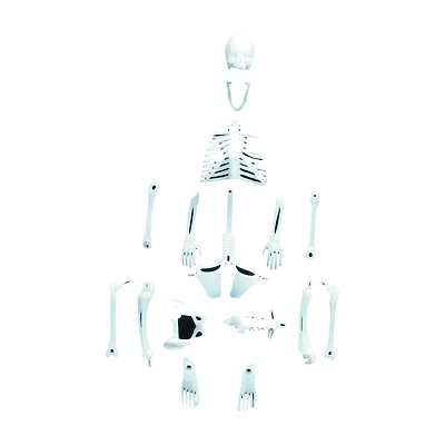 Glowing Human Skeleton