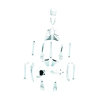 Glowing Human Skeleton