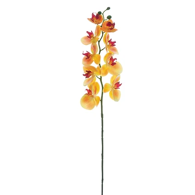 Apricot Phalaenopsis Orchid Stem