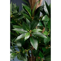 4 Ft. Triple Ball Sweet Bay Topiary