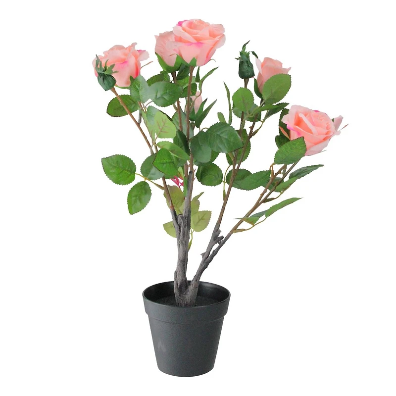 19" Blooming Potted Light Pink Ecuador Rose Shrub