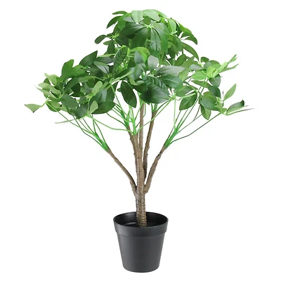 23" Schefflera Arboricola Potted Topiary