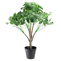 23" Schefflera Arboricola Potted Topiary