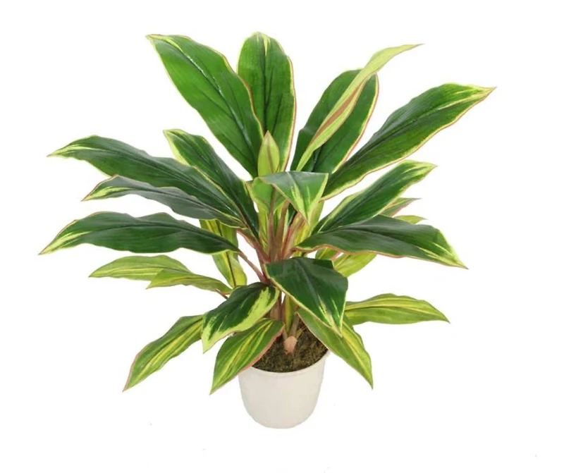 25" Potted Artificial Green & Red Dracaena in Cream White Pot