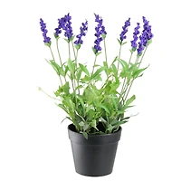 18" Potted English Ivy & Lavender Plants