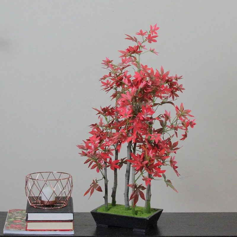 25" Bonsai-Inspired Red Leaved Japanese Maple Tree