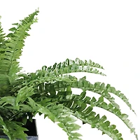 20" Green Artificial Boston Fern in Black Tin Pot
