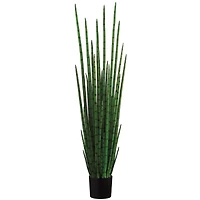 5.5 Ft. Snake Grass Plant