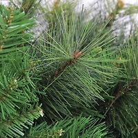 30" Unlit Canyon Pine Teardrop Swag