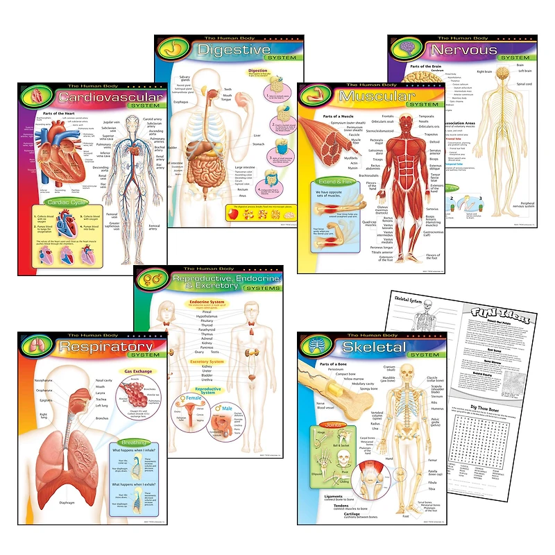 The Human Body Learning Charts Combo Pack, Set of 7