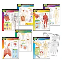 The Human Body Learning Charts Combo Pack, Set of 7