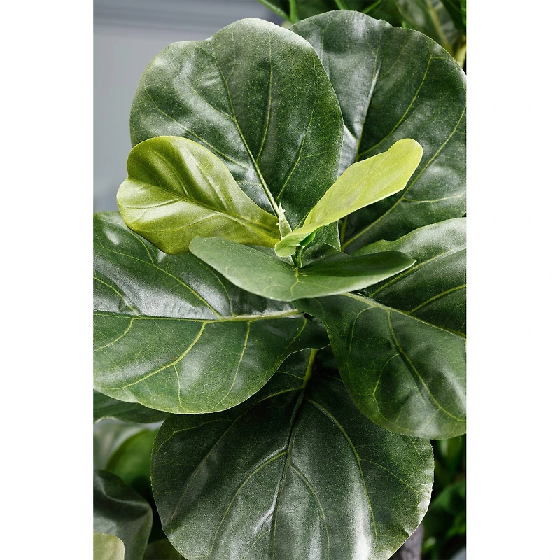 6 Ft. Fiddle Leaf Fig Tree