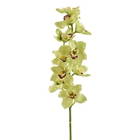 8 Pack: Pale Green Boat Orchid Stem by Ashland®