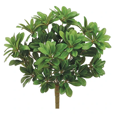 17" Pittosporum Bush, Green