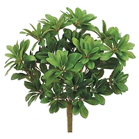 17" Pittosporum Bush, Green