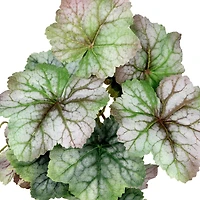 Assorted 13" Ivy Leaf Pick by Ashland™, 1pc.