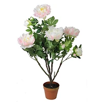 36" Light Peach and Pink Blooming Potted Peony Plant