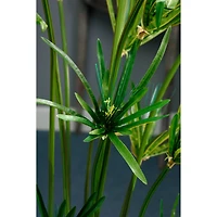 5 Ft. Cypress Grass Tree