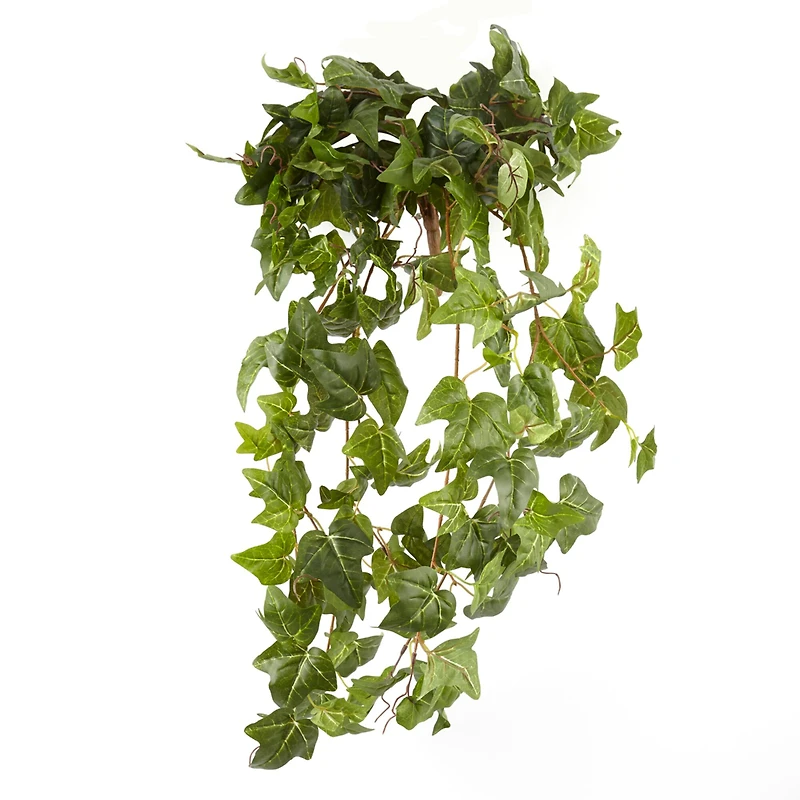 German Ivy Bush Ivy Collection by Ashland®