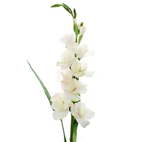 White Gladiolus Stem by Ashland®