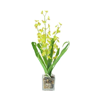 Chartreuse Green Potted Blooming Orchid Plant