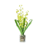 Chartreuse Green Potted Blooming Orchid Plant