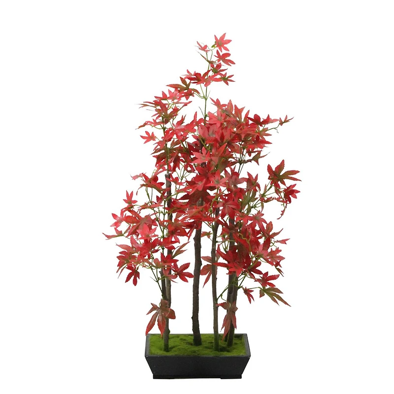 25" Bonsai-Inspired Red Leaved Japanese Maple Tree