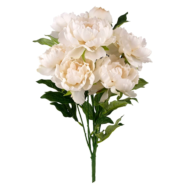 Cream Peony Bush by Ashland®