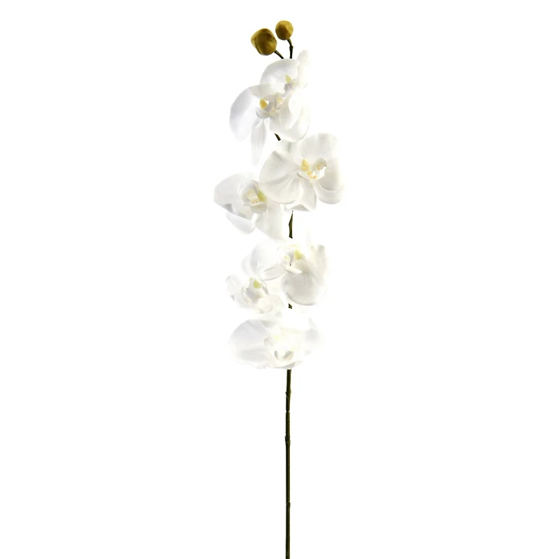 Phaleanopsis Orchid by Ashland®