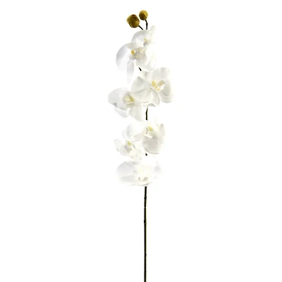 Phaleanopsis Orchid by Ashland®