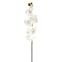 Phaleanopsis Orchid by Ashland®