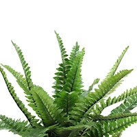 18.5" Potted Artificial Green Boston Fern Plant