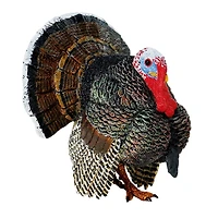Safari Ltd® Turkey