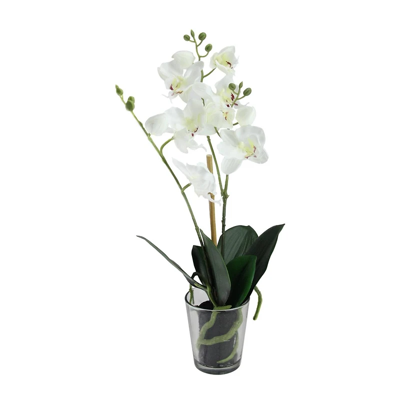 18.5" Blooming White Orchid Plant in Clear Vase