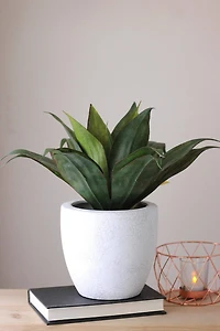 13" Green  Artificial Agave in Weathered White Ceramic Pot