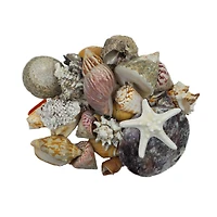 U.S. Shell Dark Shell Mix with Starfish Gift Pack
