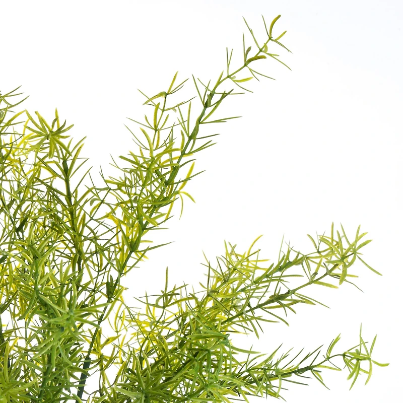 Springeri Bush by Ashland®