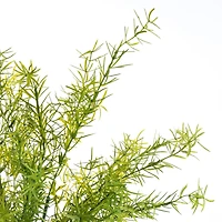 Springeri Bush by Ashland®