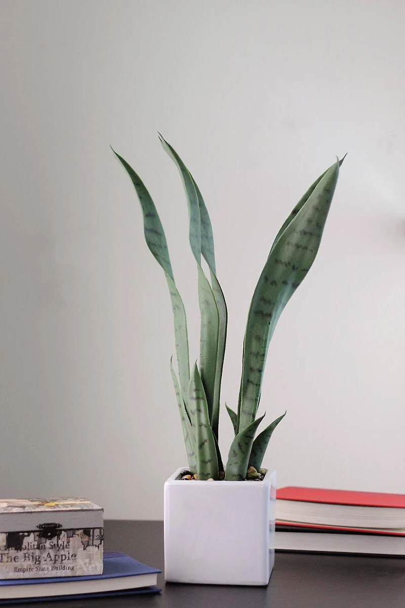 21" Green Artificial Succulent in White Square Pot