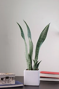 21" Green Artificial Succulent in White Square Pot