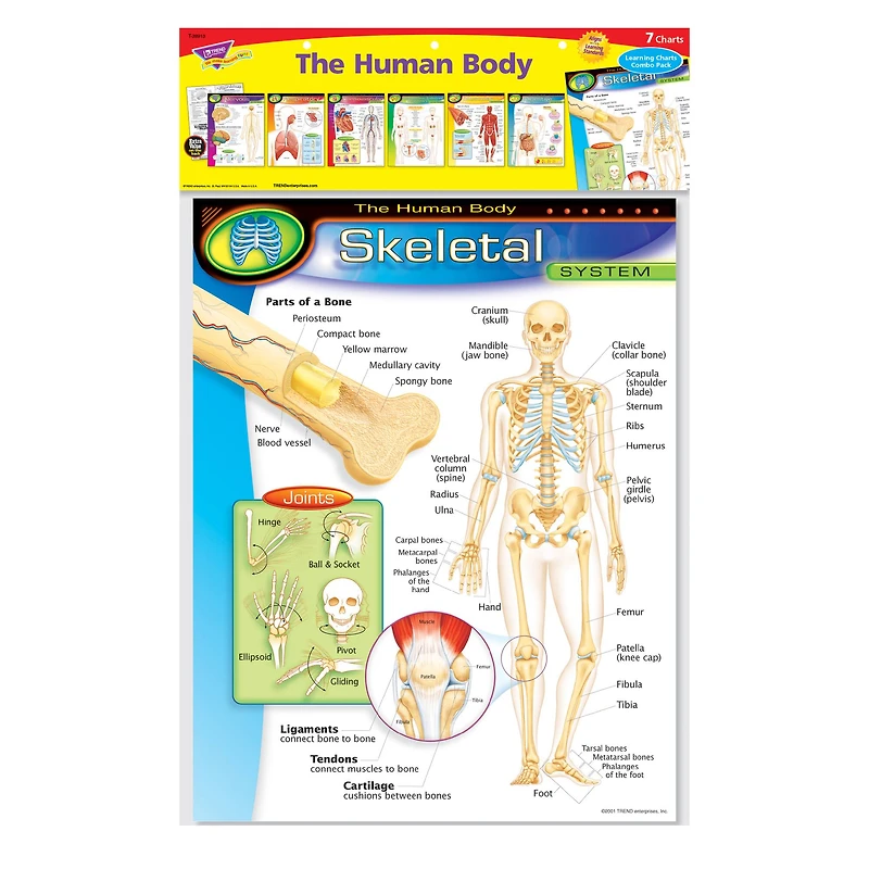 The Human Body Learning Charts Combo Pack, Set of 7