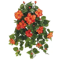 Orange Hibiscus Hanging Bush