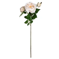 Toast English Rose Stem by Ashland®