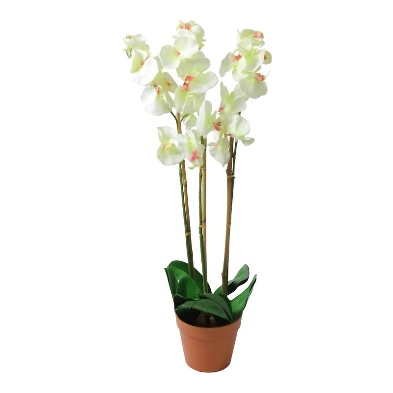 White Three Stemmed Potted Flowering Orchid Plant